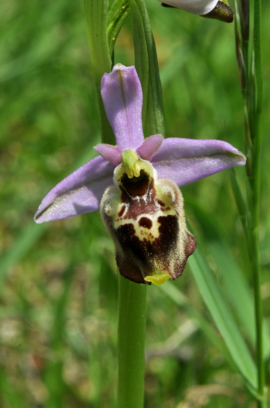 Tutte Ophrys dinarica o... holosericea?!